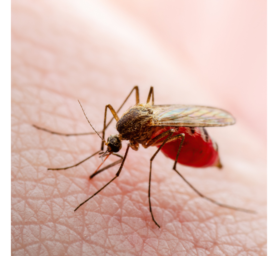 Zika Virus IgG