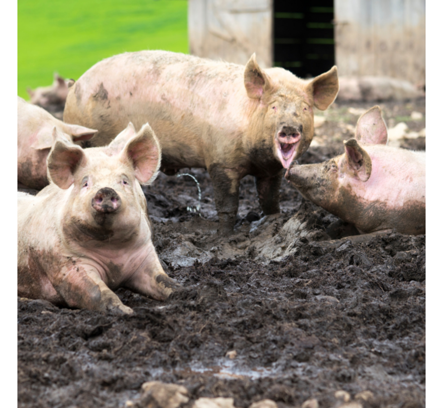 Hepatitis E  PCR test bij verminderde afweer