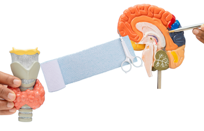 Schildklier en Alzheimer: wat betekent dit voor gezond en lang leven?