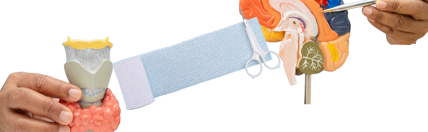 Schildklier en Alzheimer: wat betekent dit voor gezond en lang leven?