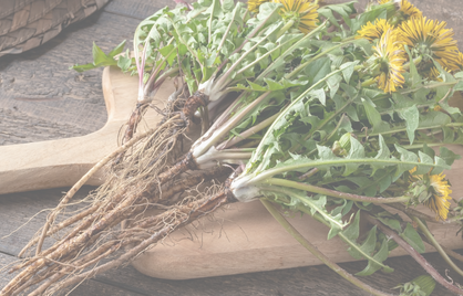 Paardenbloemwortel: oude plant, nieuwe wetenschap 