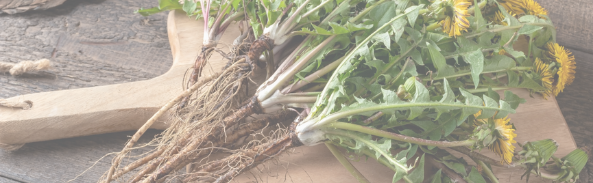 Paardenbloemwortel: oude plant, nieuwe wetenschap