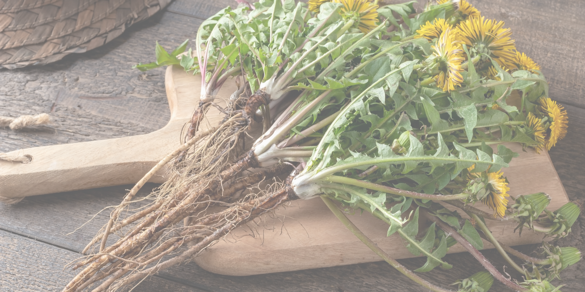 dandelion root and glutathione What does really do? Effects on liver, inflammation metabolism 🧬 Understanding the Glow GCB Quantity:8 x Masks