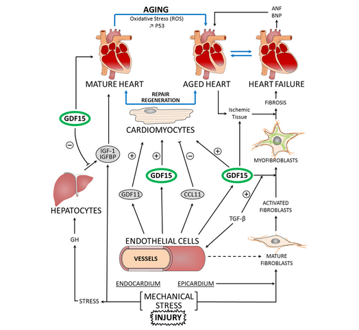 MitoStress™ – Cellulaire Energie & Vermoeidheid Test