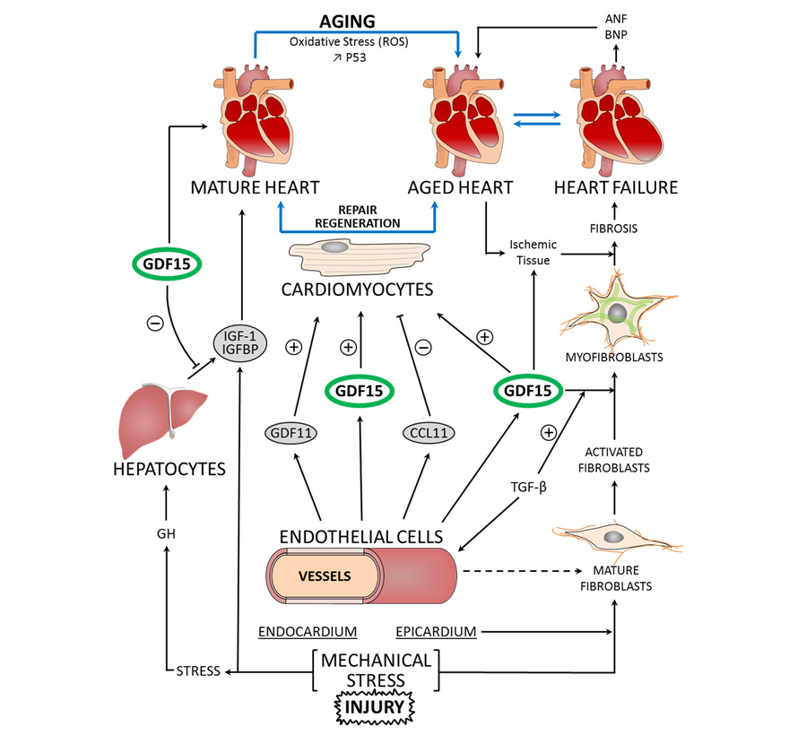 MitoStress™ – Cellulaire Energie & Vermoeidheid Test