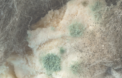 Aspergillus fumigatus: de gevaarlijke schimmel waar bijna niemand van heeft gehoord