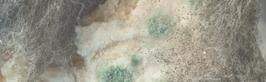 Aspergillus fumigatus: de gevaarlijke schimmel waar bijna niemand van heeft gehoord