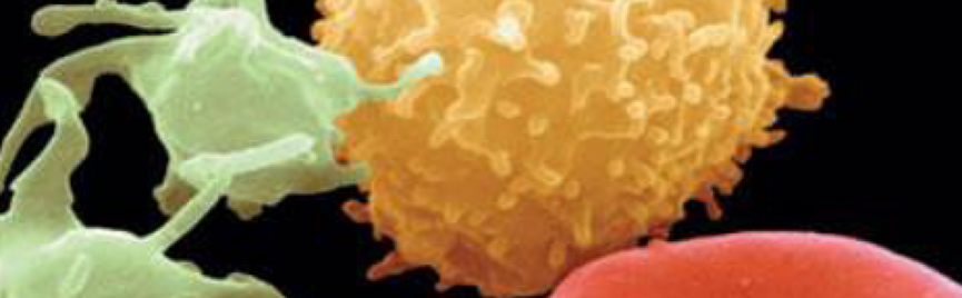 Wat zegt je bloedbeeld over je weerstand?