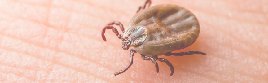 Tekenbeet zonder rode ring: dit betekent het voor Lyme