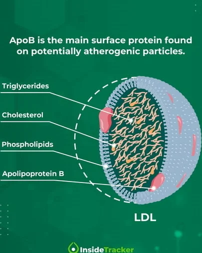 ApoB