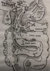 Anatomische tekening van het maag darm kanaal bij SIBO