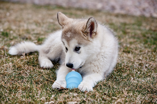 Kong Puppy