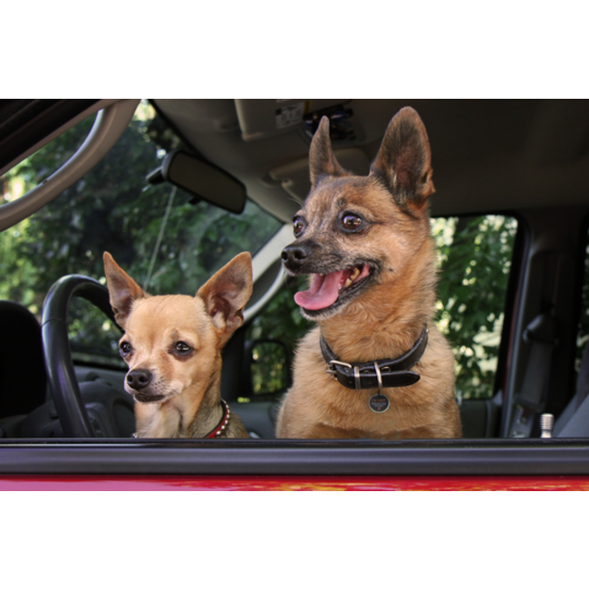 Spotted! Dog and Cat