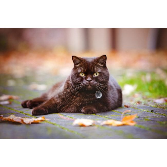 Spotted! Dog and Cat