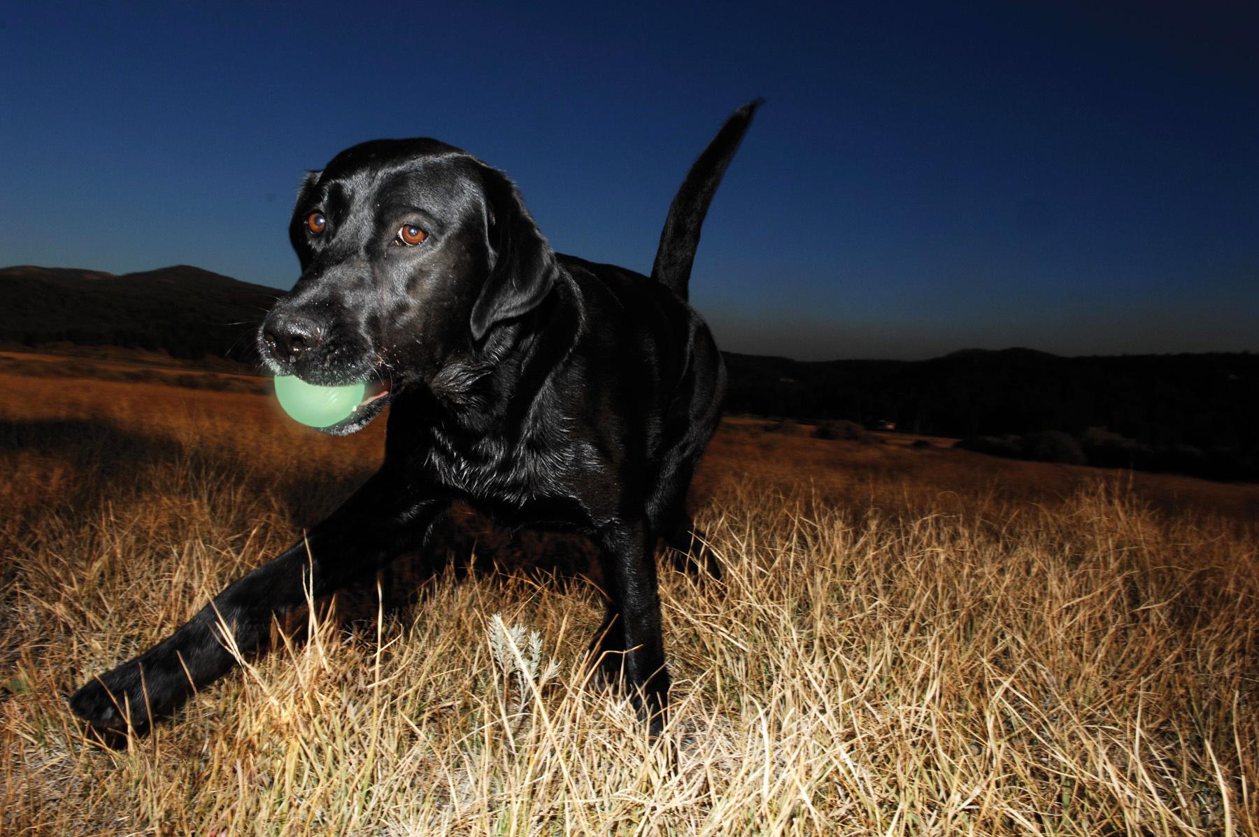Chuckit! Ball Max Glow