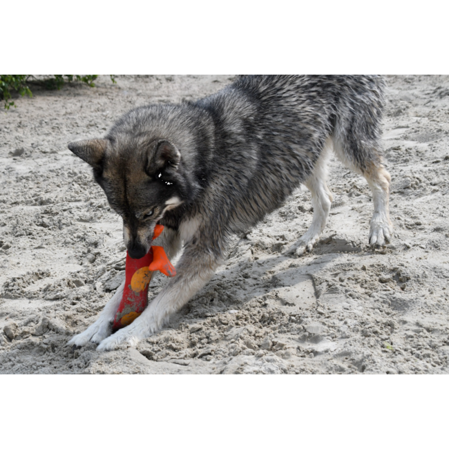 Hozies Jeffrey Jungle