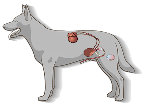 Supplementen tegen blaasproblemen en nierproblemen bij hond en kat
