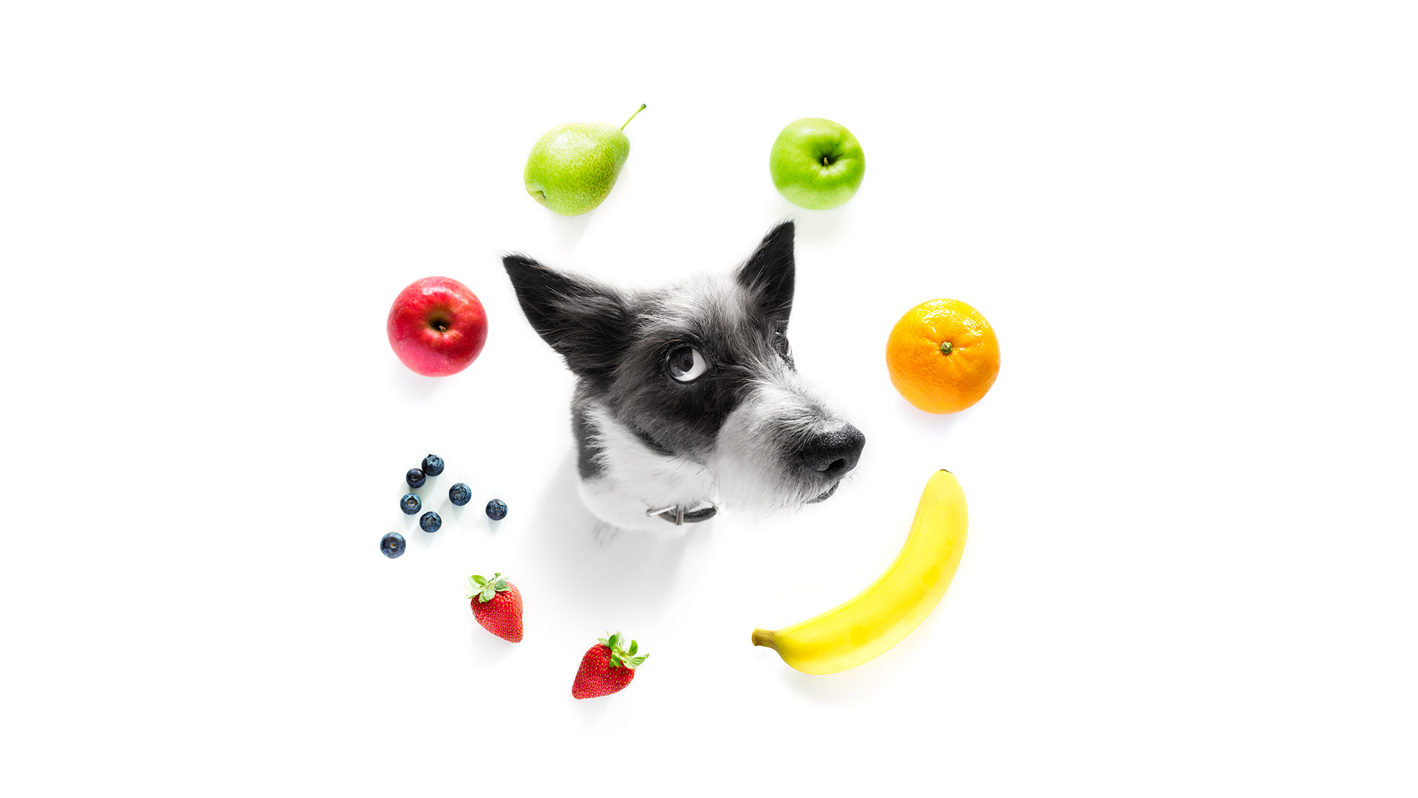 Welk fruit is veilig en onveilig voor honden?