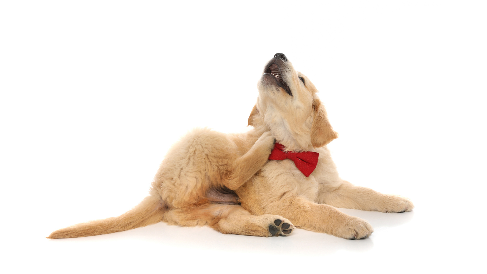Intoleranties bij honden