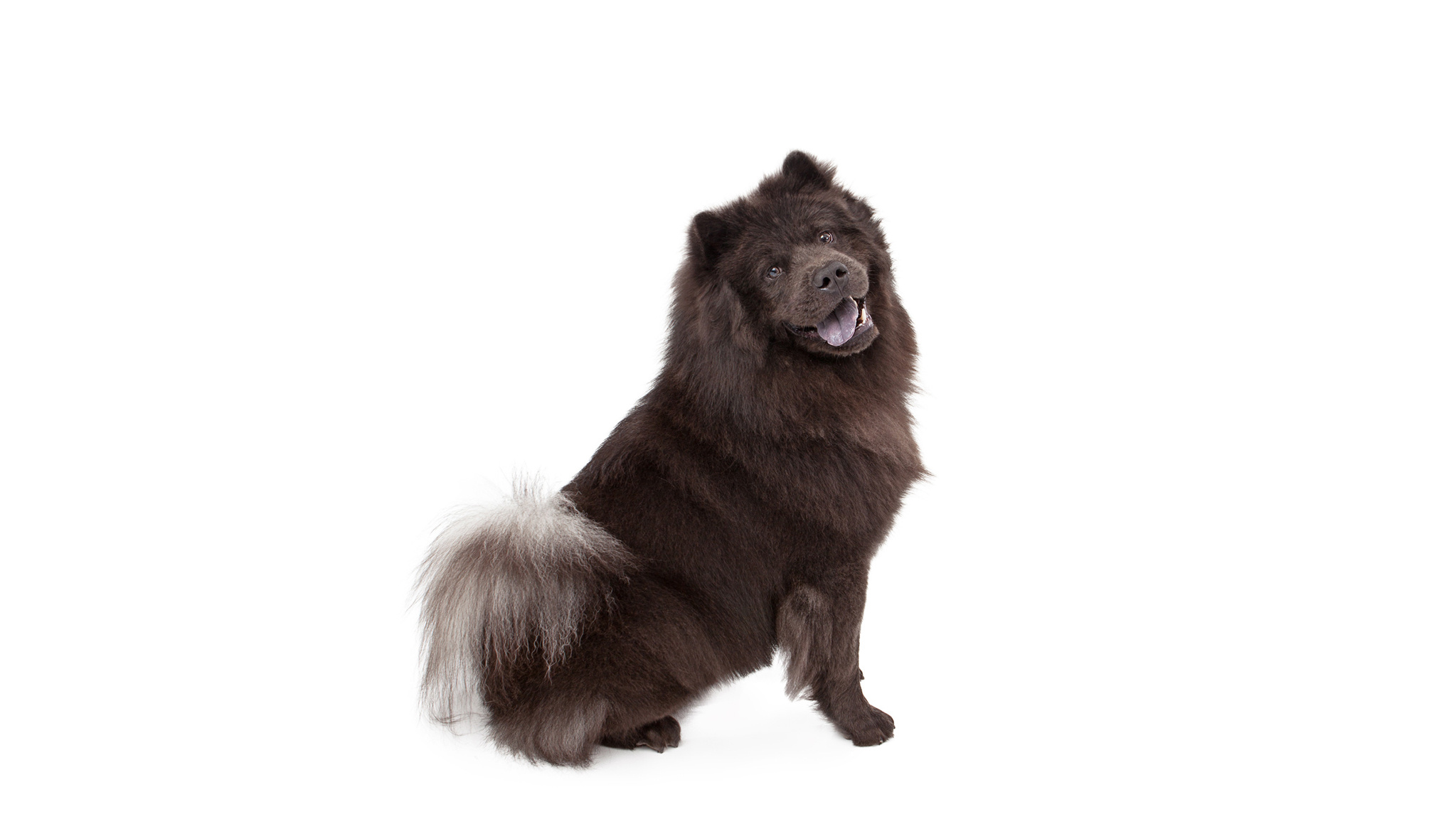 Chow chow