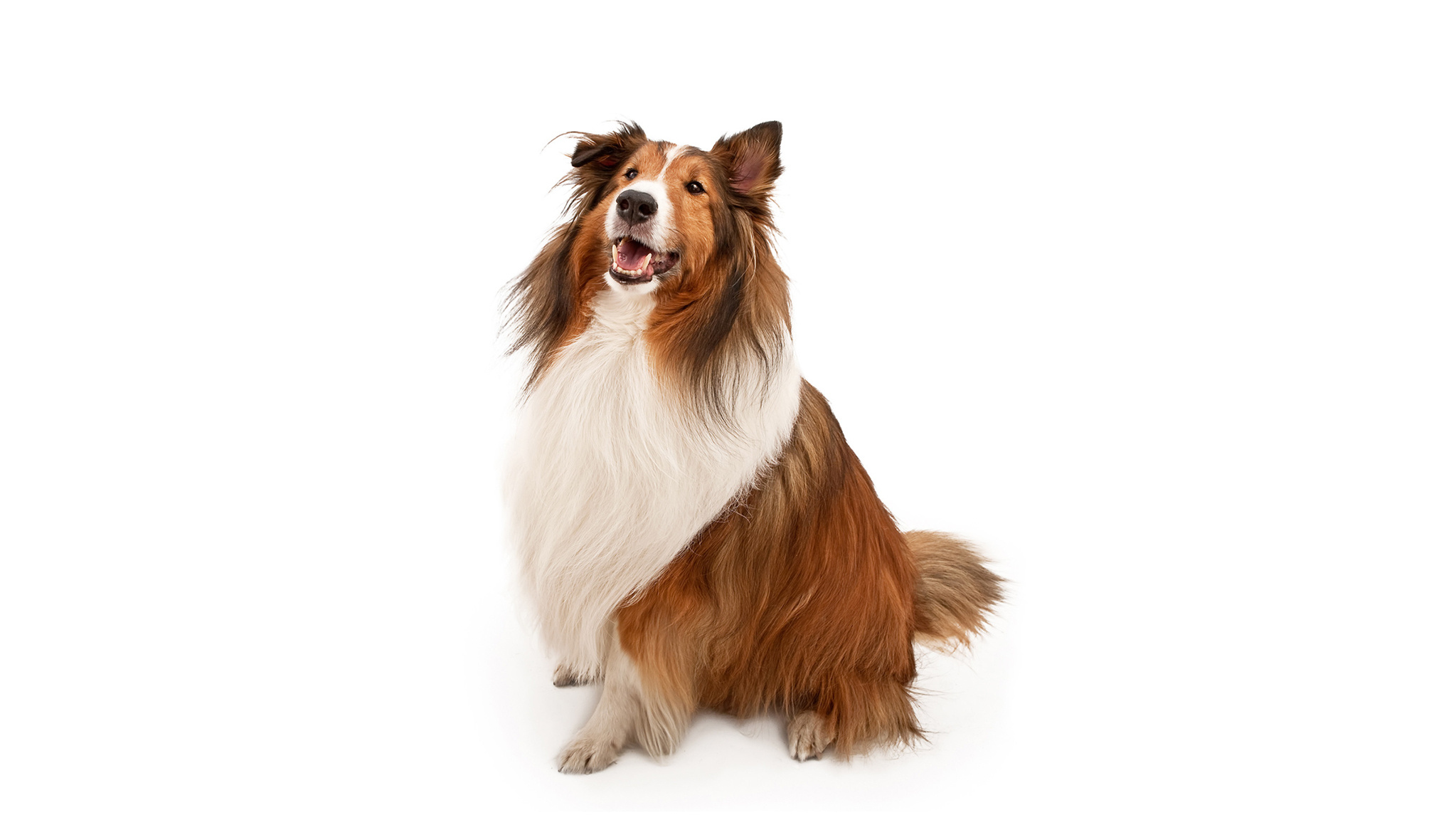 Shetland Sheepdog