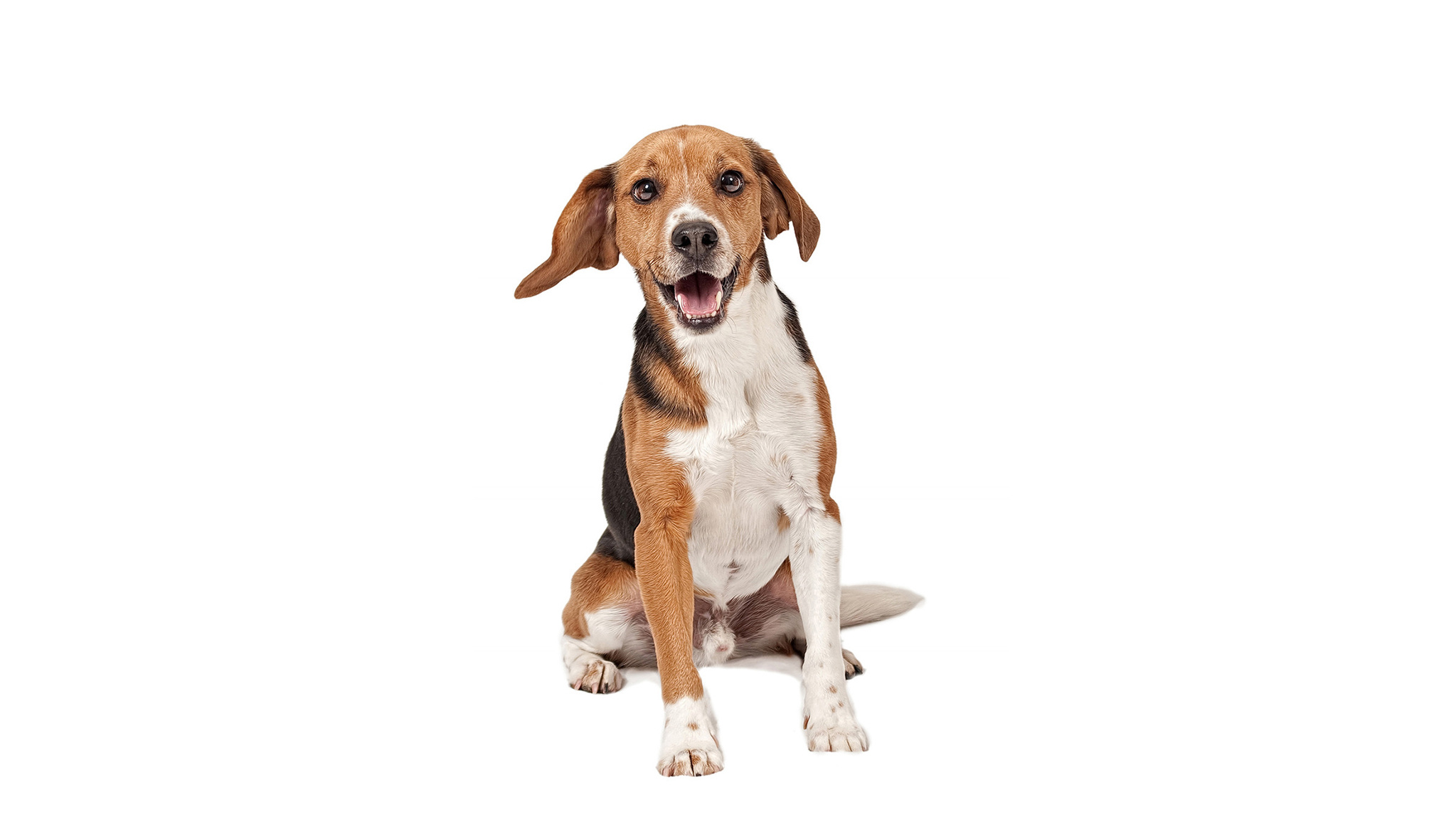 Beagle