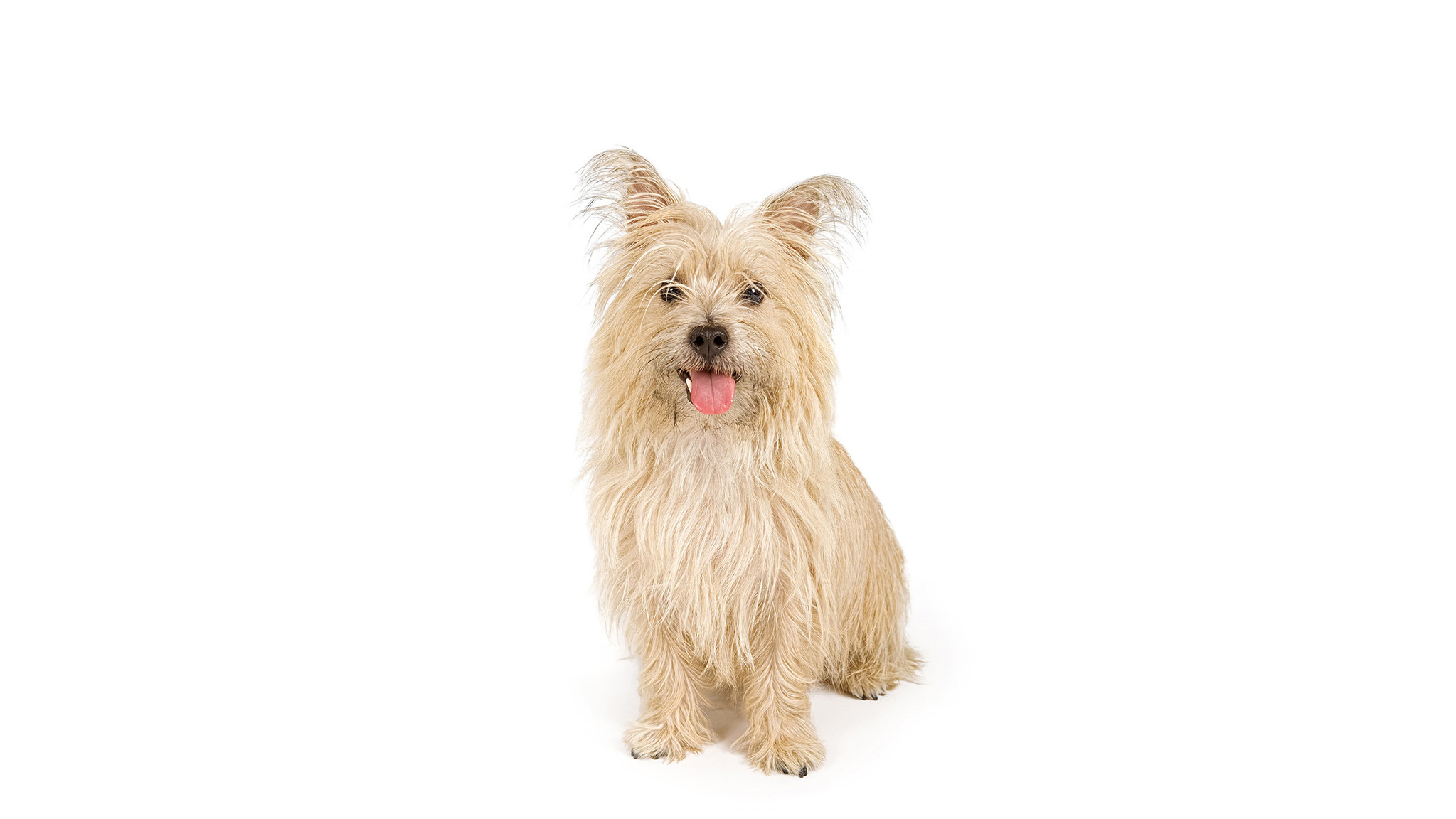 Cairn terrier
