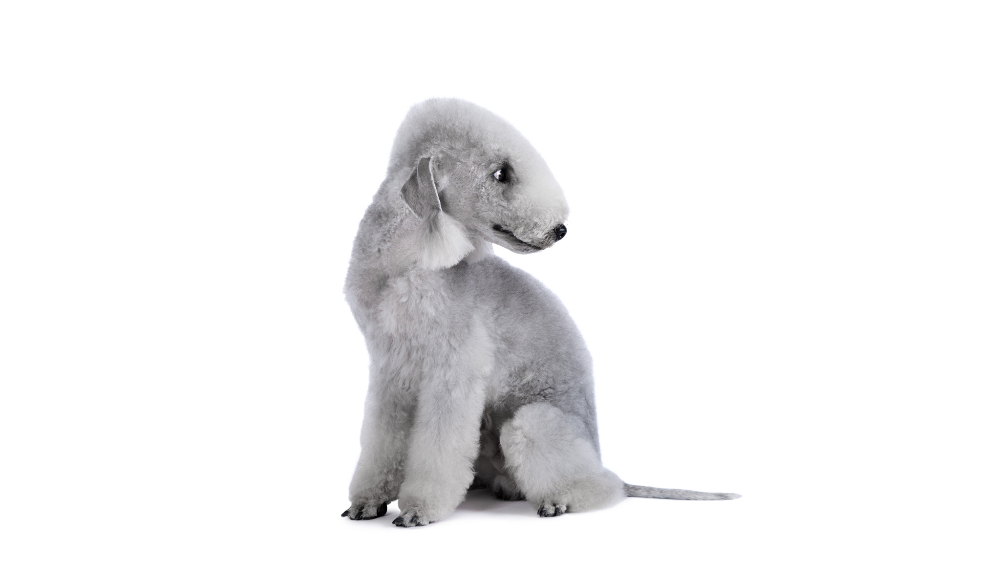Bedlington terriër