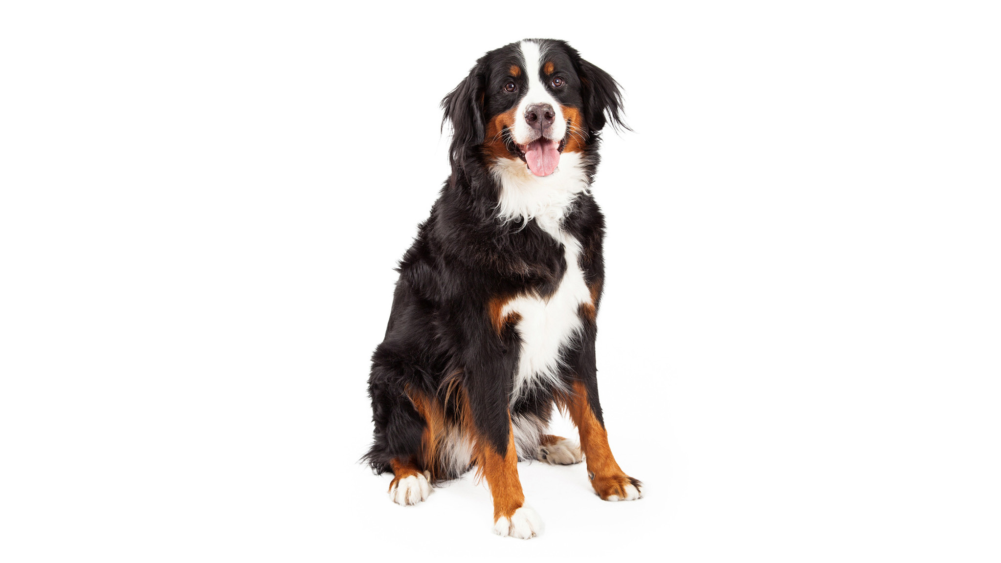 Berner Sennenhond