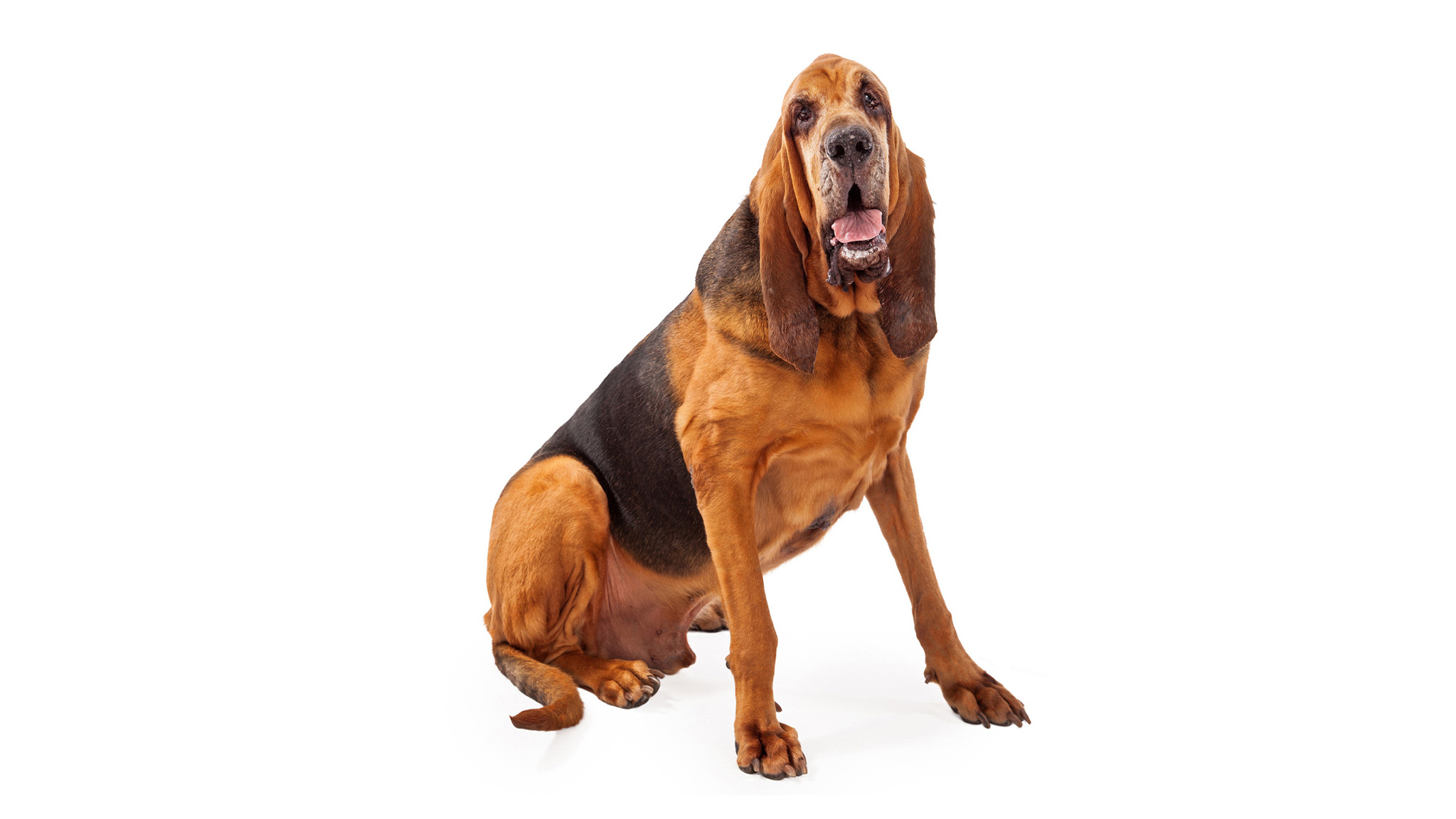 Bloedhond