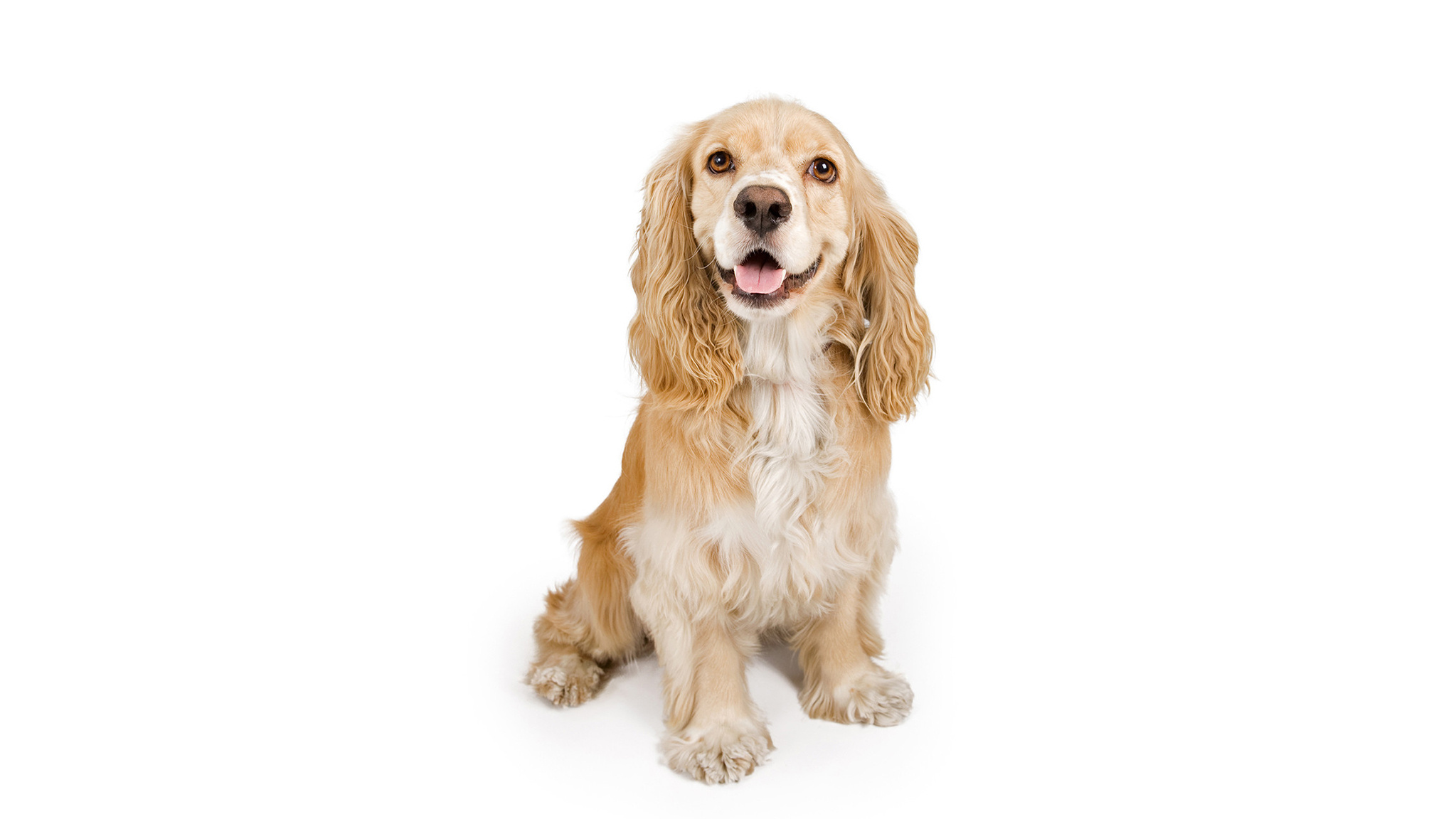 Engelse Cocker Spaniel