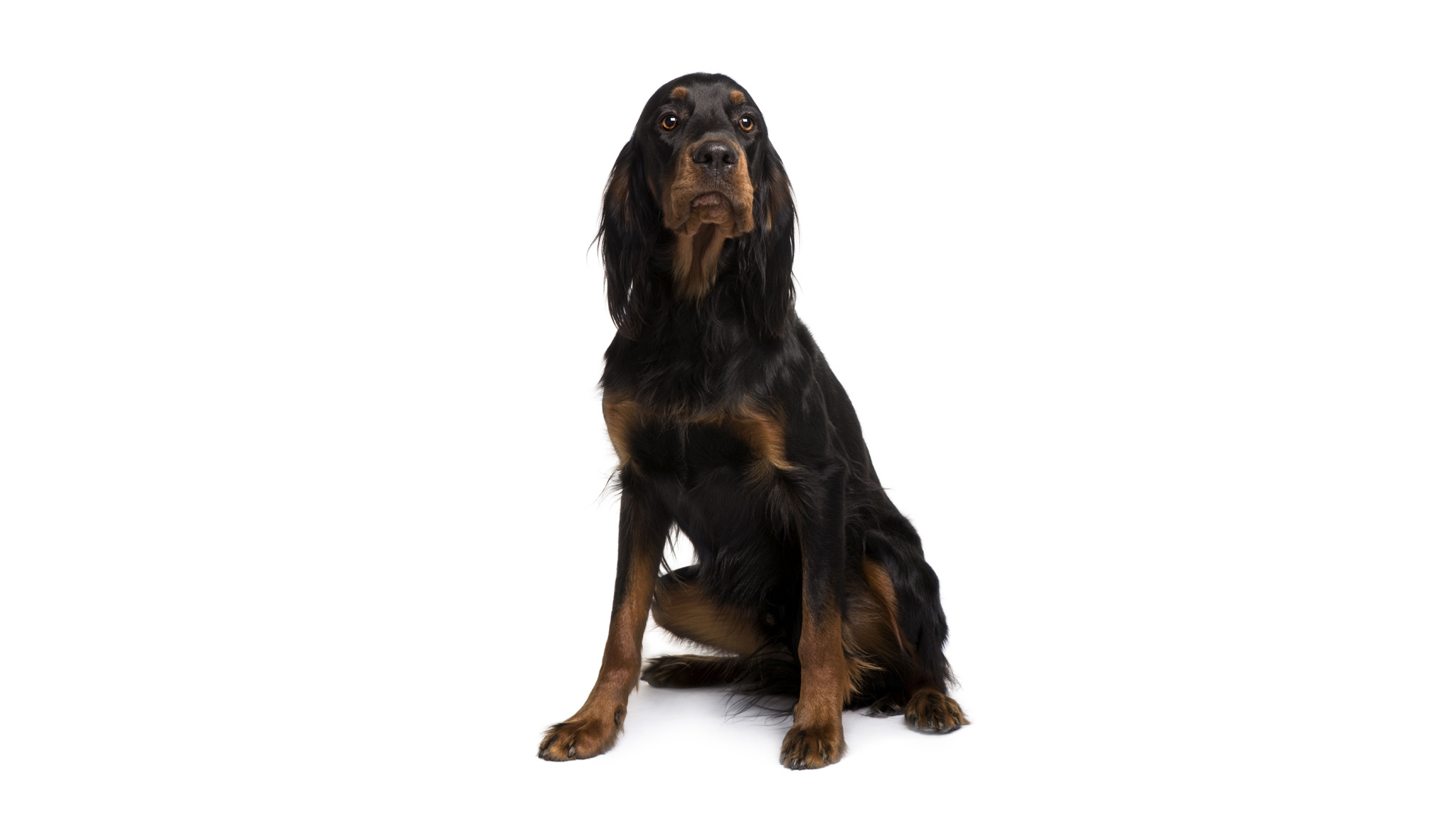 Gordon Setter