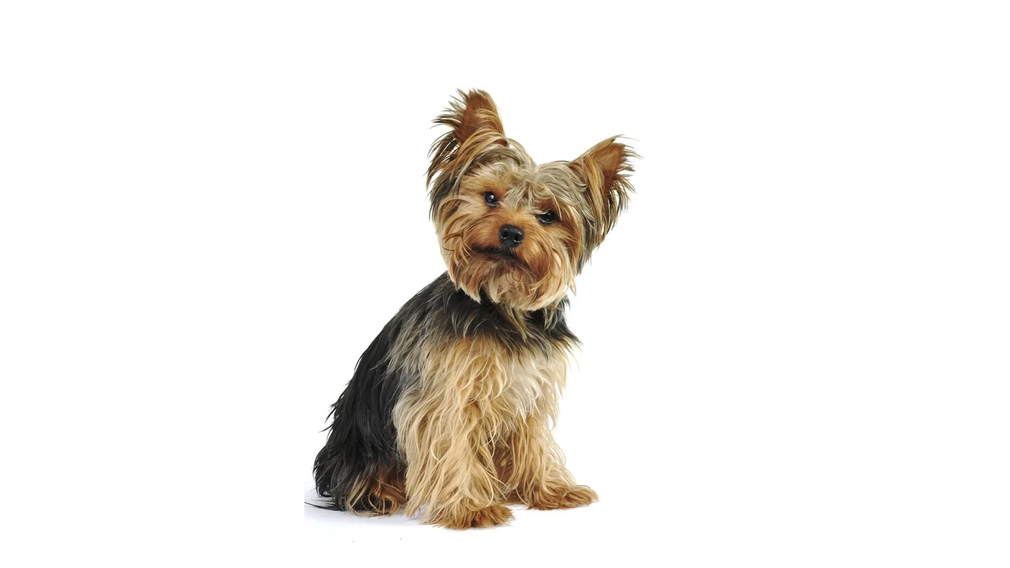 Yorkshire terrier