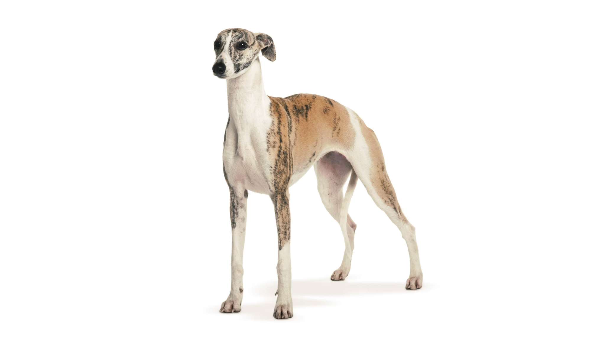 Whippet