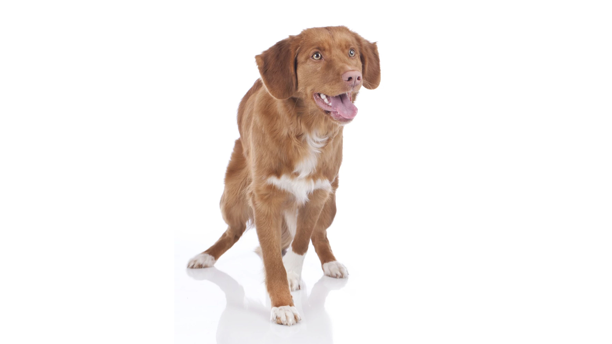Nova Scotia Duck Tolling Retriever