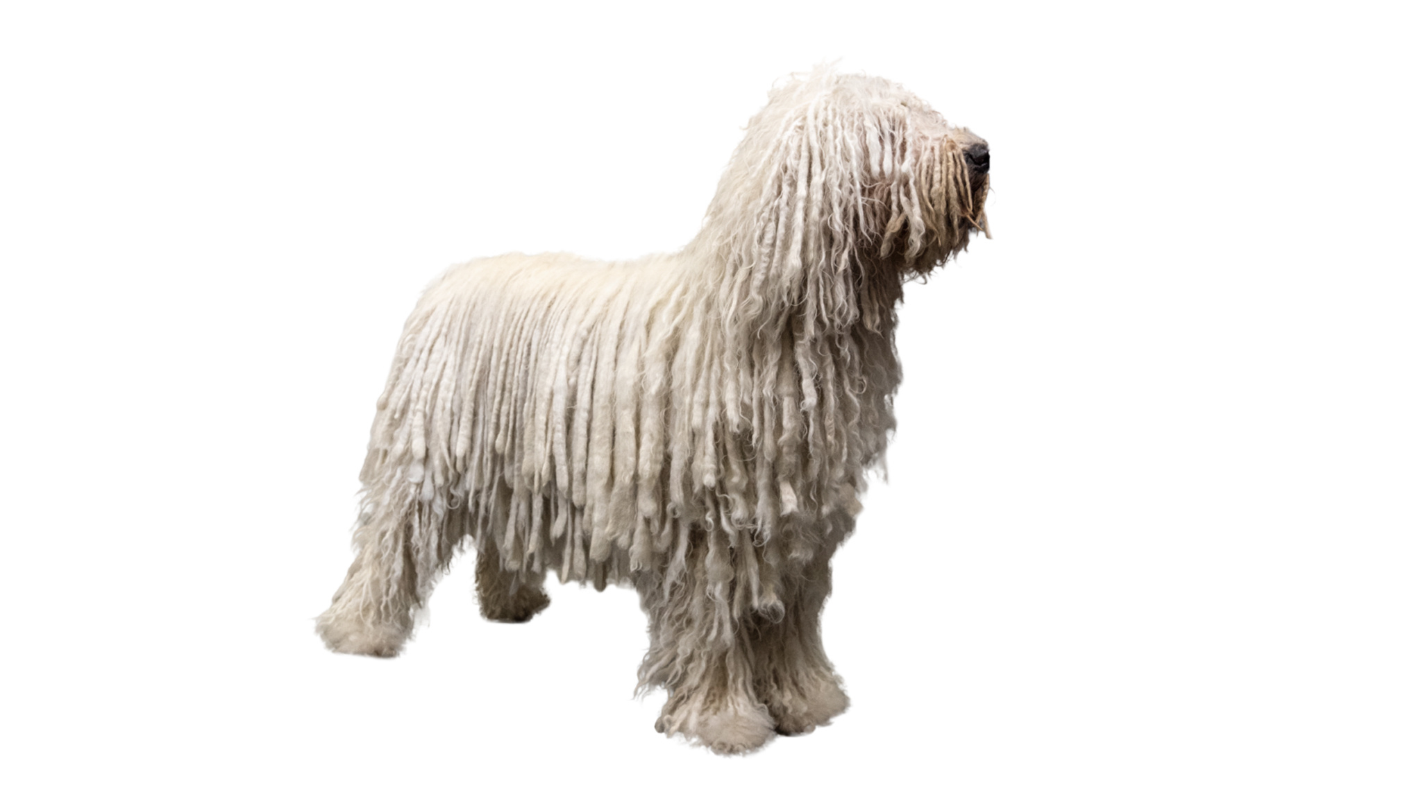 Komondor