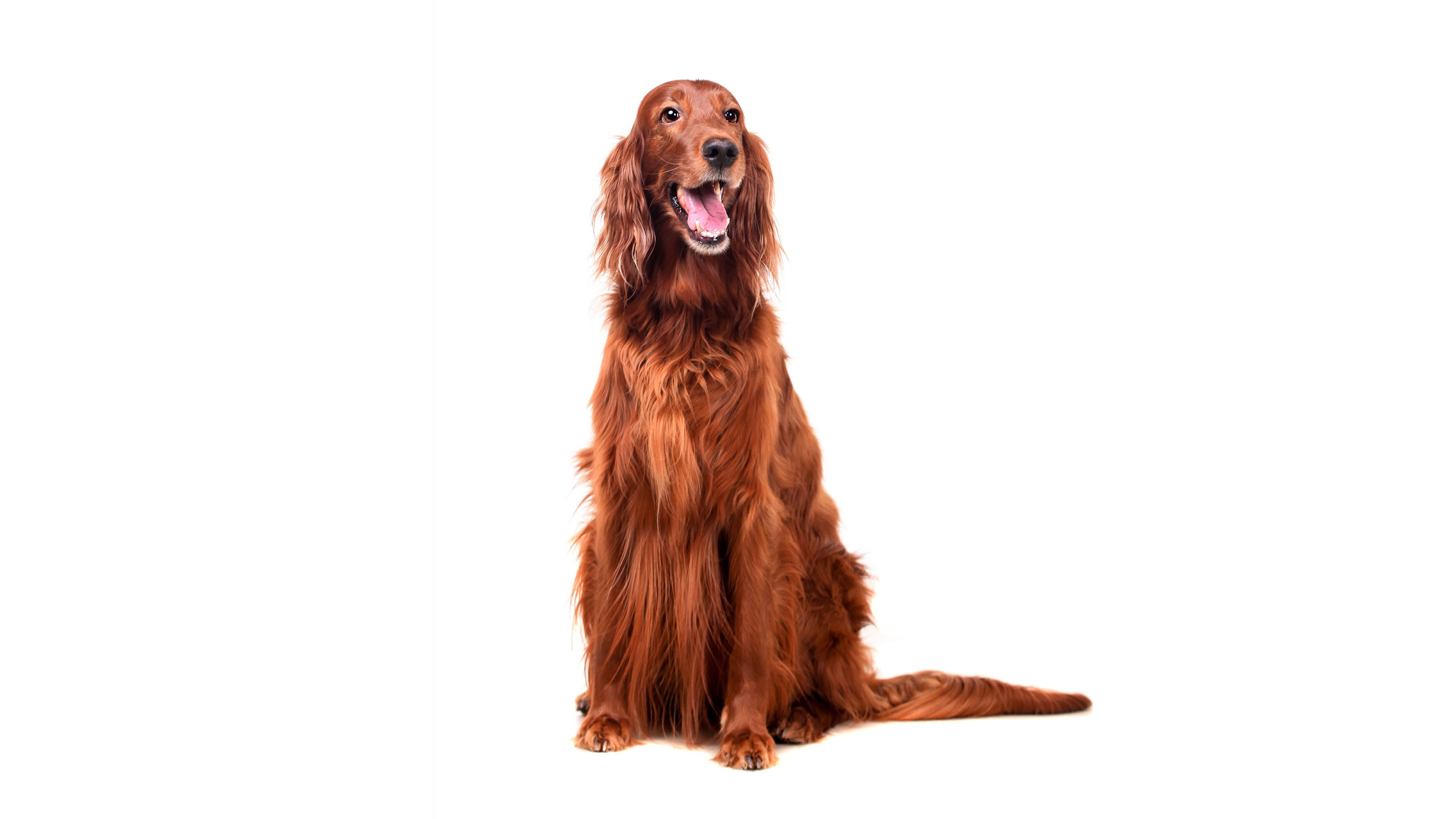 Ierse Setter