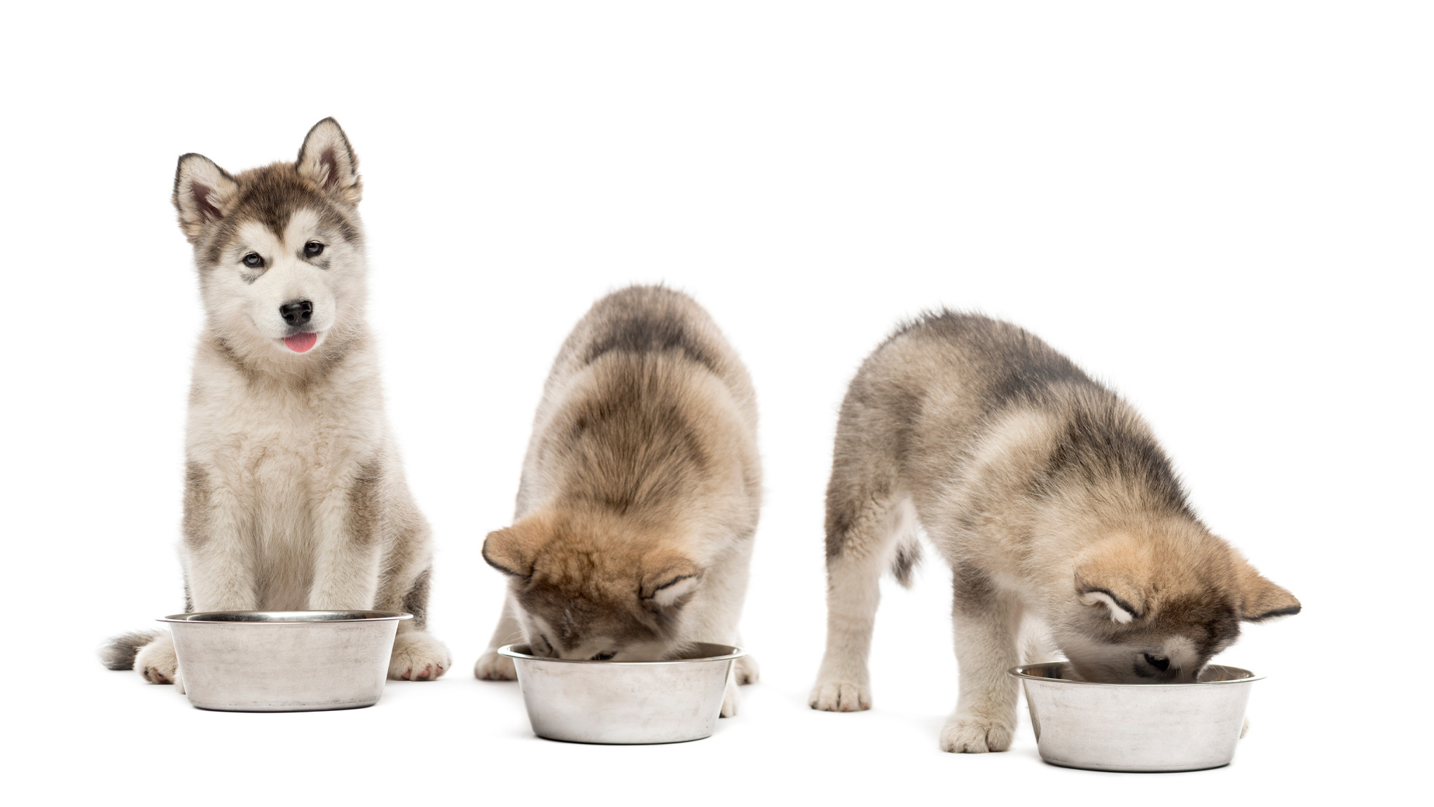 Hoe vaak moet een puppy eten?