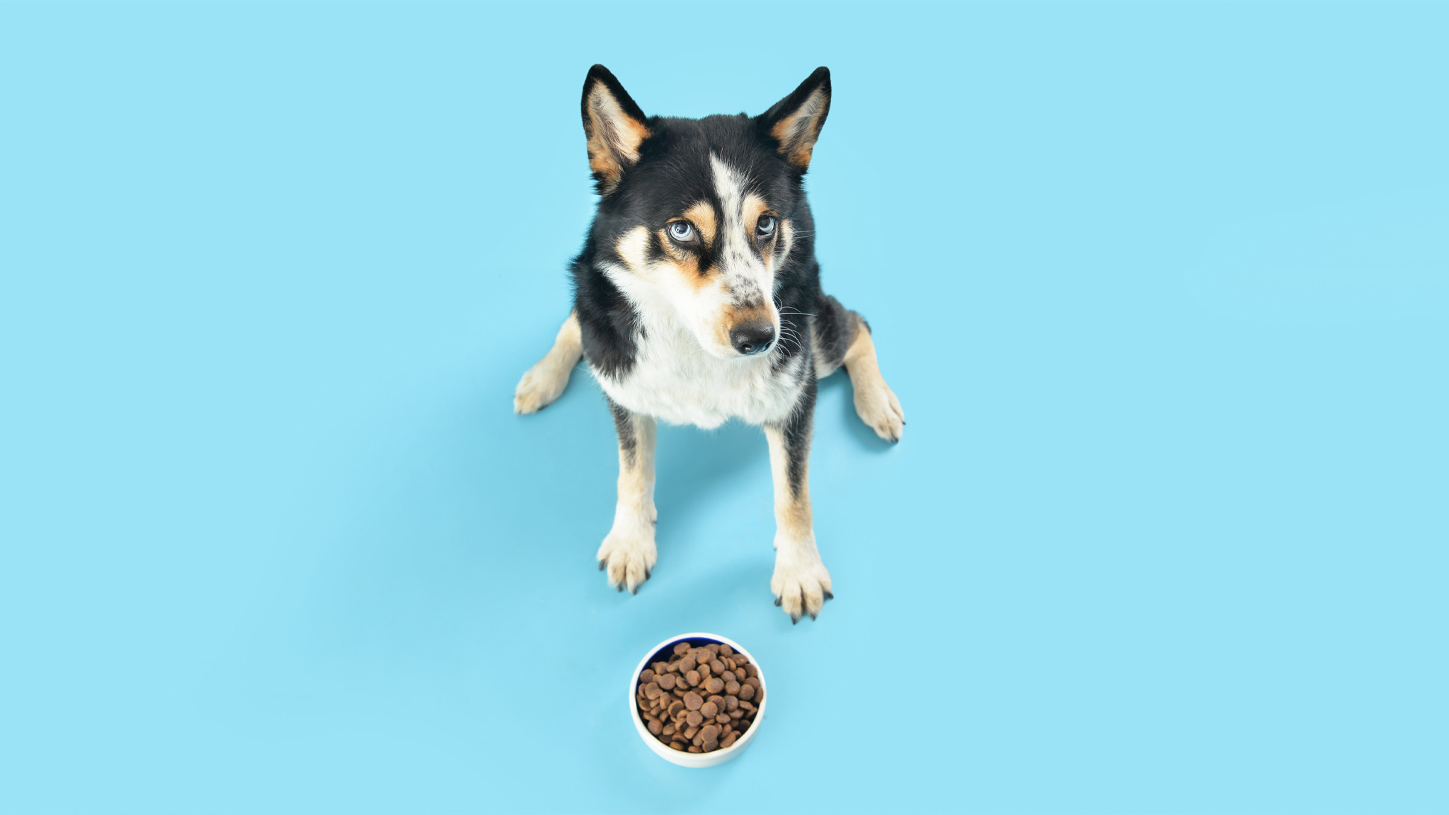 Tips wanneer je hond niet wilt eten