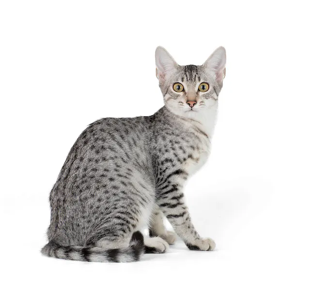 Egyptische Mau (Egyptian Mau)