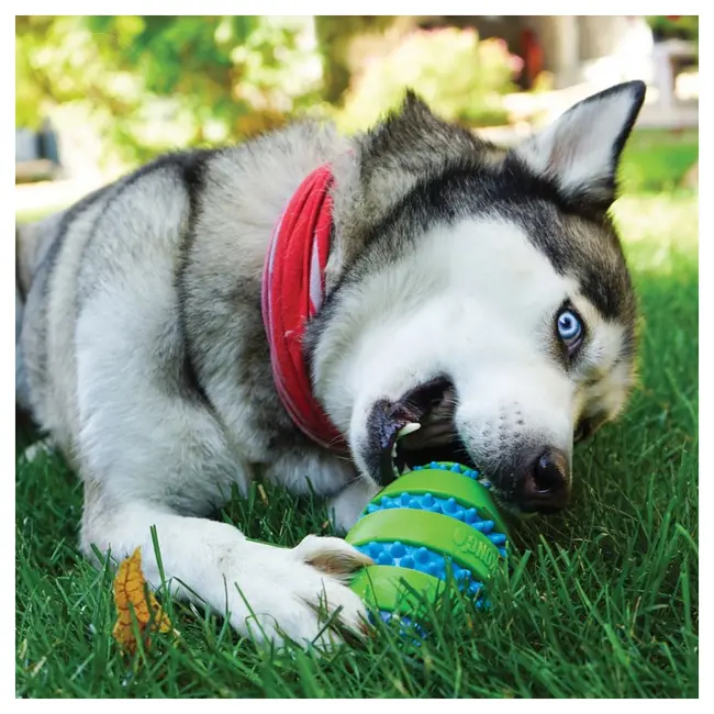 KONG Squeezz® Goomz Ball