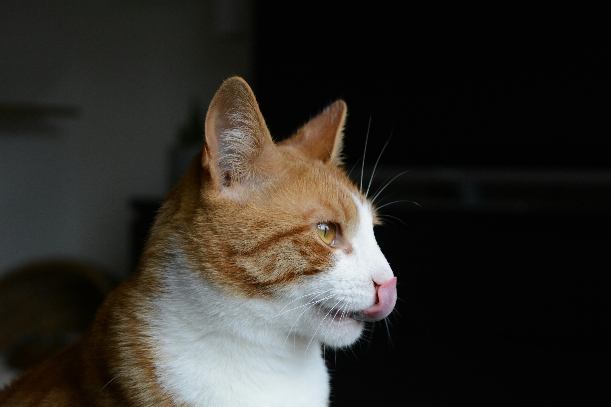 De fijnproever aan je voeten: Het mysterie van de kattensnuit ontrafeld