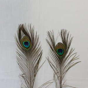 Janshop Pauwenveren met oog 50 stuks - 110 cm