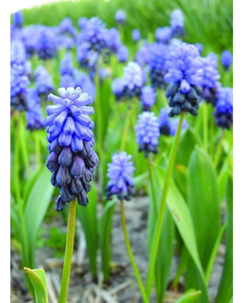 Broad-leaved grape hyacinth - muscari latifolium - chemical free grown