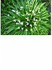 Bluebell - hyacinthoides non-scripta alba - chemical-free grown