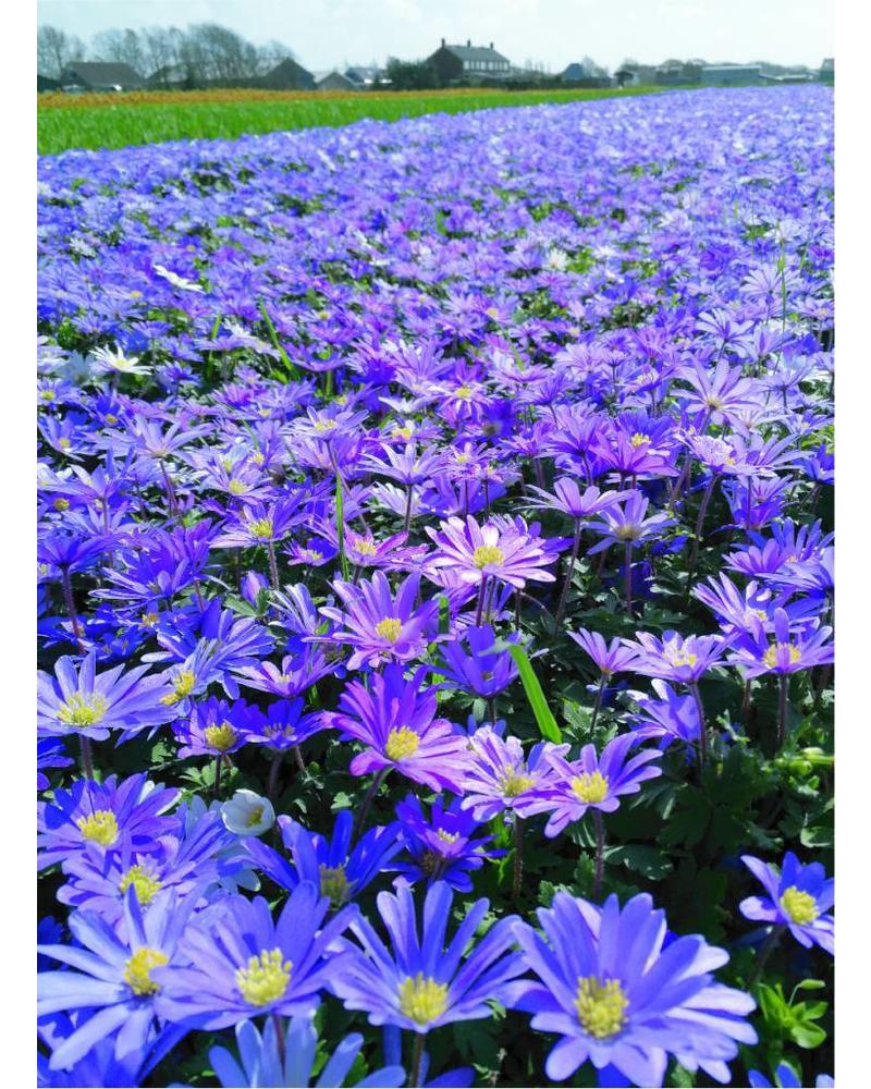 Bildergebnis für Anemone Blue Shades