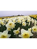 Daffodil Ice Follies - free of chemicals