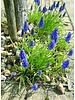 Druifje blauw  - muscari armeniacum - chemievrij geteeld