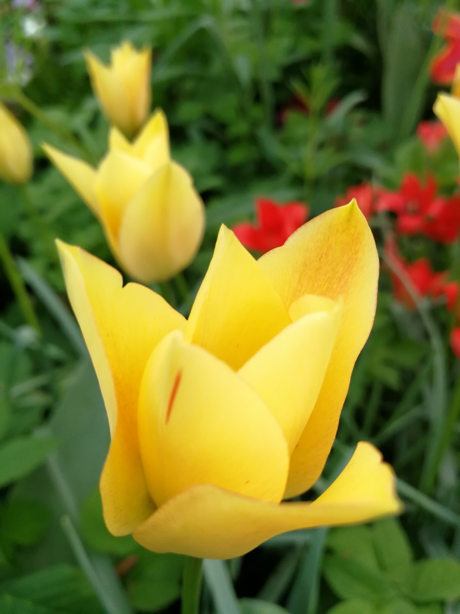 Botanical little tulip Batalinii Bronze Charm chemical free flowerbulbsforbees