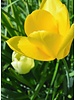 Tulip Muscadet,  single late - chemical-free grown
